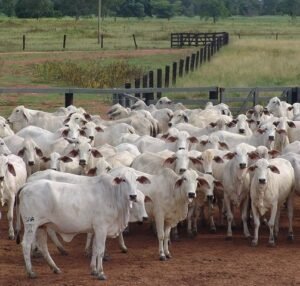 सपने में बहुत सारी गाय देखना, sapne me bahut sari gaay dekhna, sapne me bahut sari cow dekhna, सपने में बहुत गाय देखना, सपने में बहुत सी गाय देखना, सपने में बहुत सारी गाय देखना, सपने में बहुत सारी गाय देखने का मतलब, सपने में बहुत सारे गाय को देखना, सपने में बहुत सारे गाय देखना, सपने में बहुत सारा गाय देखना, सपने में बहुत सारे गाय बैल देखना